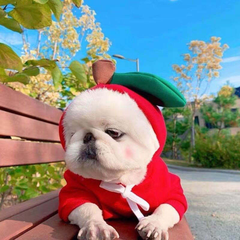 Fleece Dog Hoodie Sweater for Small Breeds – Cute Fruit Design Winter Warm Pet Clothing
