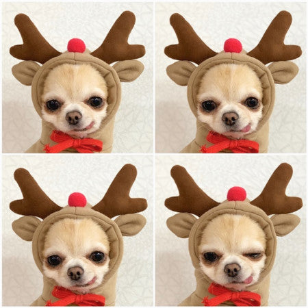 Fleece Dog Hoodie Sweater for Small Breeds – Cute Fruit Design Winter Warm Pet Clothing