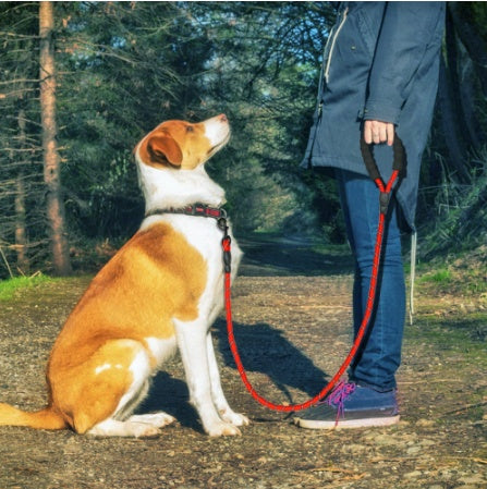 Reflective Dog Leash with Foam Handle – Heavy-Duty Nylon Lead for Small, Medium & Large Dogs